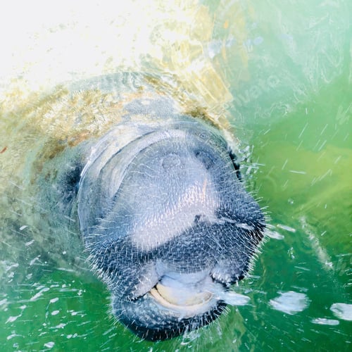 Preview: Manatee drinking water.