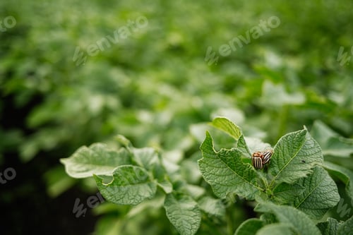 Preview: Close-up of insect on potato leaf in green agricultural field