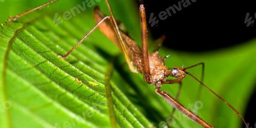 Preview: Assassin Bug, Tropical Rainforest, Costa Rica