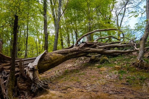 Preview: A fallen tree next to a beautiful dolmen in the Basque country. Errenteria, Gipuzkoa