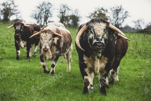 Preview: English Longhorn cows and bull standing on a pasture, looking at camera.