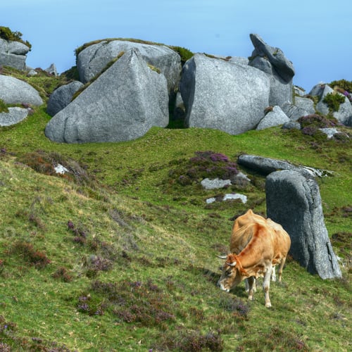 Preview: solitary cow grazing