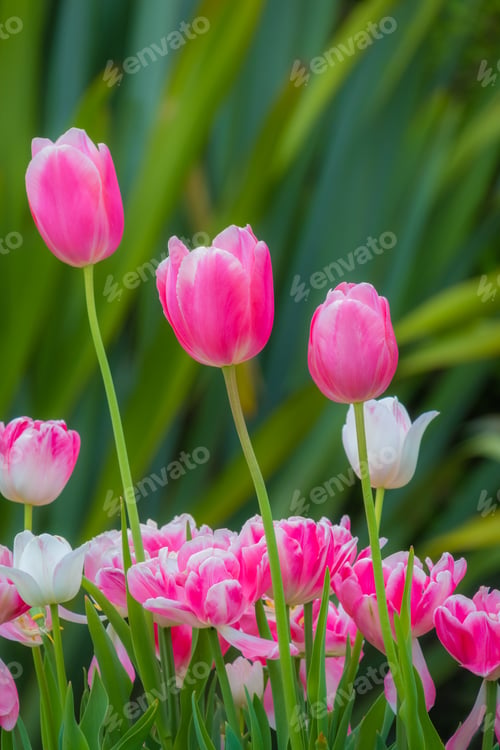 Preview: Pink and purple tulips