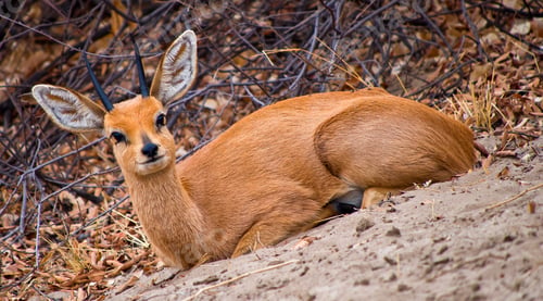 Preview: Steenbok, Khama Rhino Sanctuary, Botswana