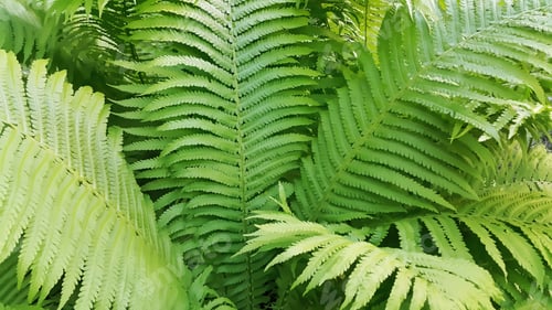 Preview: Green fresh fern branches illustration