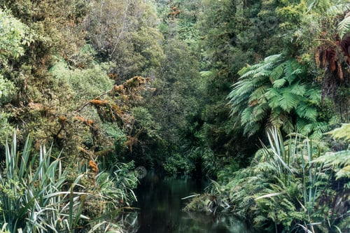 Preview: Old growth forest with green plant and river