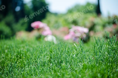 Preview: Lush greenery with blurred pink flowers in sunny garden