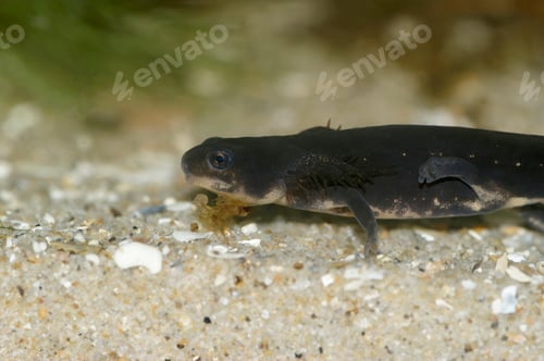Preview: Closeup on neotenic juvenile endangered Japanese Riu-Kiu newt, Cynops ensicauda ensicauda with gills