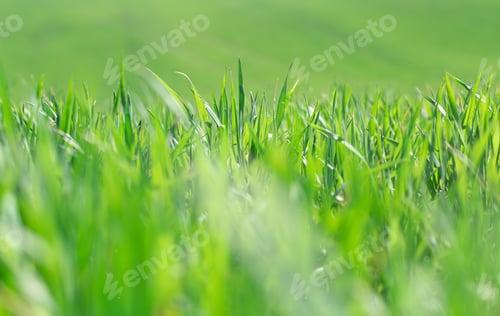 Preview: Beautiful green wheat fields in Ukraine. Green wheat sprouts in a field, close-up.