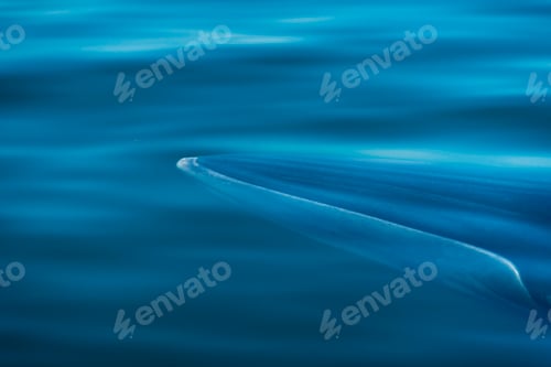 Preview: Big Bryde's Whale swim to the water surface to exhale by blowing the water into the air