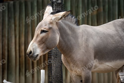 Preview: Somali wild donkey (Equus africanus somaliensis) in front of a fence