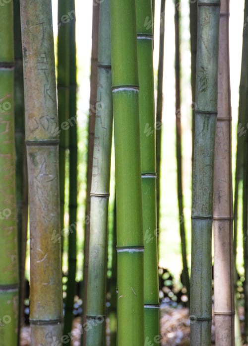 Preview: Bamboo Forest