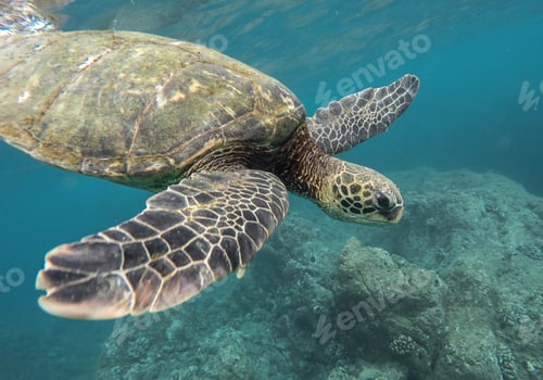 Preview: Beautiful closeup shot of a large turtle swimming underwater in the ocean