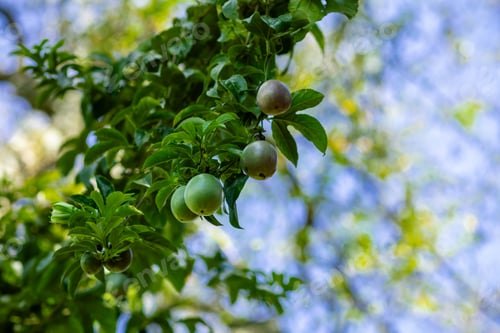 Preview: Passion fruit plant granadilla tree climbing vegetation Kenya East Africa