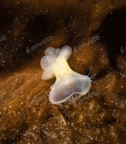Preview: Close-up Of Jellyfish Swimming In Sea
