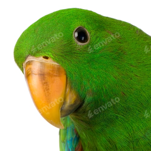 Preview: male Eclectus Parrot - Eclectus roratus
