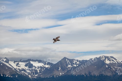 Preview: Chilean Skua Bird flying over Mountains in Beagle Channel - Ushuaia, Tierra del Fuego, Argentina
