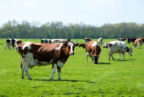 Preview: cows red and black in dutch landscape