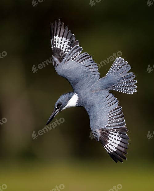 Preview: Belted Kingfisher Fishing in a Small Pond