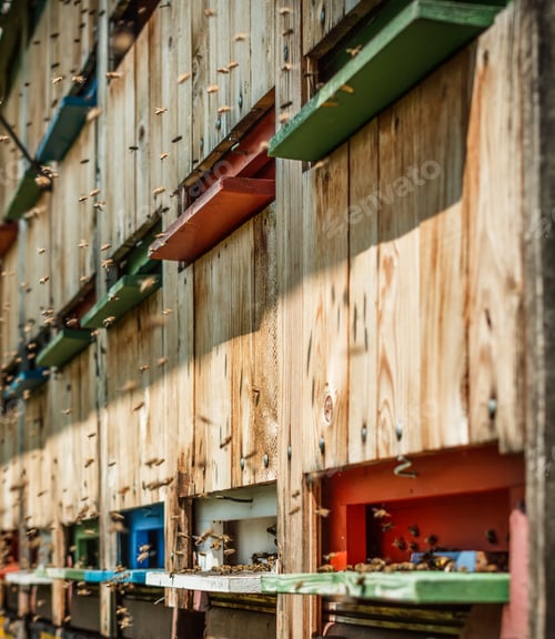 Preview: Honey bee hives