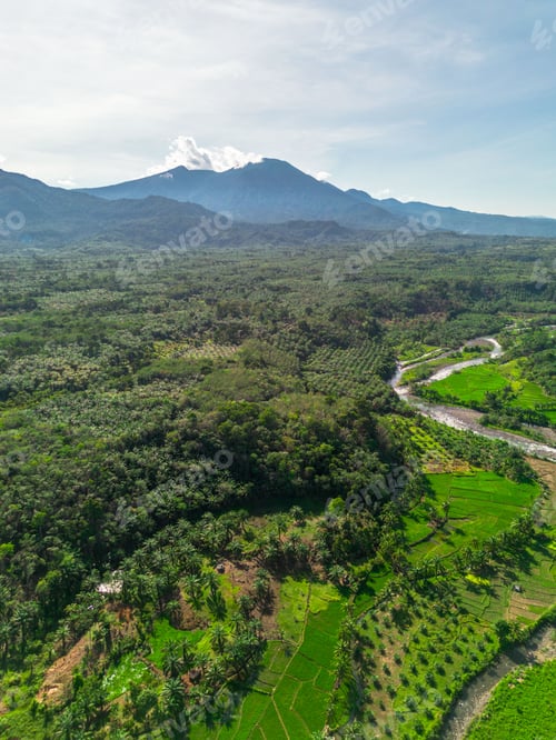 Preview: Beautiful morning view indonesia panorama landscape paddy fields