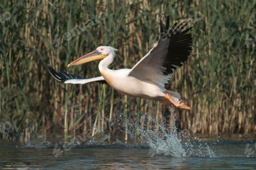 Preview: Great White Pelican (Pelecanidae) in the Danube Delta, Romania