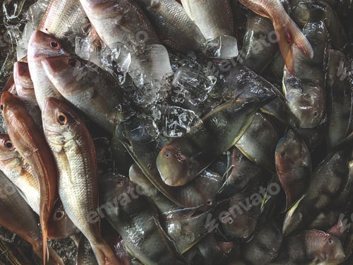 Preview: Top view on an assortment loose fish to sale at a fish market, H