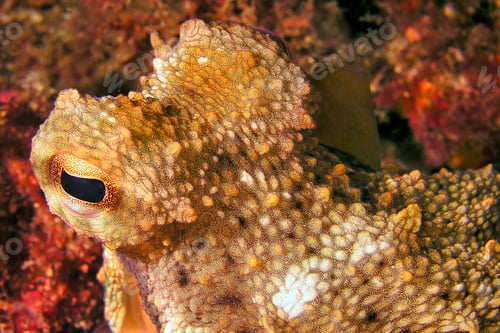 Preview: Common Octopus, Cabo Cope-Puntas del Calnegre Natural Park, Spain