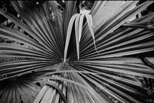 Preview: Decorative leaf