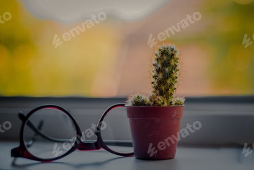 Preview: Cactus in a pot with glasses