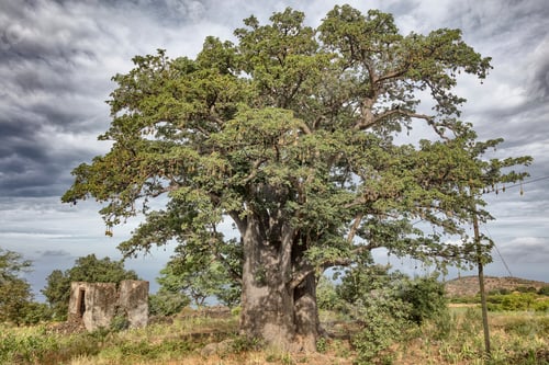 Preview: Majestic baobab tree dominating the landscape