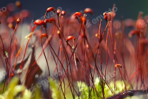 Preview: macro shot of some moss spores absorbing raindrops