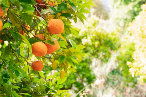 Preview: Orange garden with friuts