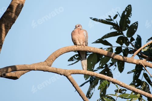 Preview: Red eyed dove bird perched on a branch