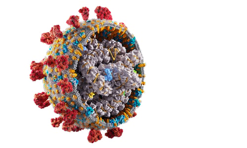 Preview: Interior structure of Coronavirus Covid-19. Covid corona virus cell