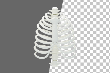 Preview: Ribs 3D Icon