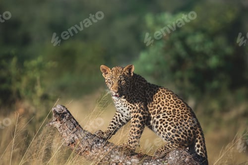 Preview: A leopard, Panthera pardus, sits down on a fallen marula tree, Sclerocarya birrea, direct gaze