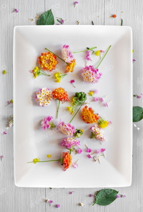 Preview: lantana dish