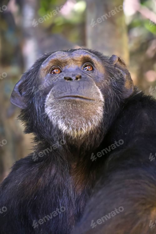 Preview: Chimpanzee primate portrait, Pan troglodytes