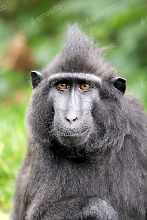 Preview: Rare Crested monkey in nature, close up