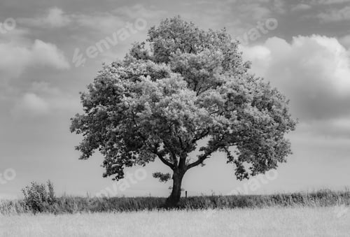 Preview: Dramatic grayscale shot of a single oak tree