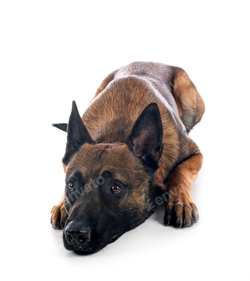 Preview: malinois in studio