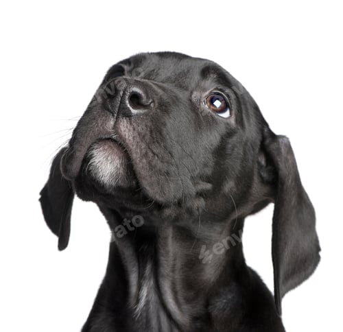 Preview: puppy Great Dane (2 months)