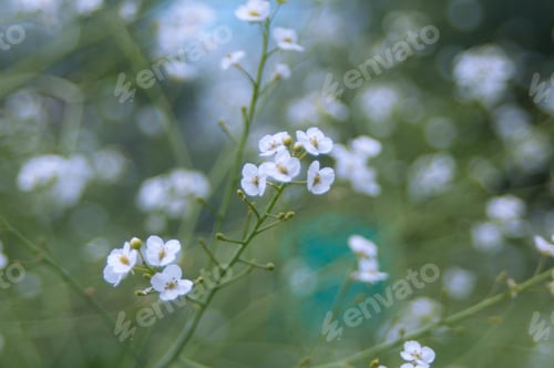 Preview: nature