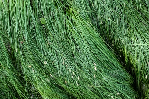 Preview: Thick green grass, on a spring day. Copy space. Top view.
