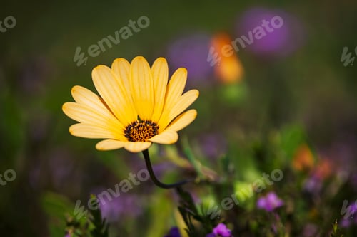 Preview: Cape Marigold, African Daisy Dimorphotheca, West Coast National Park