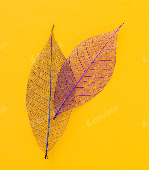 Preview: Leaf on the table