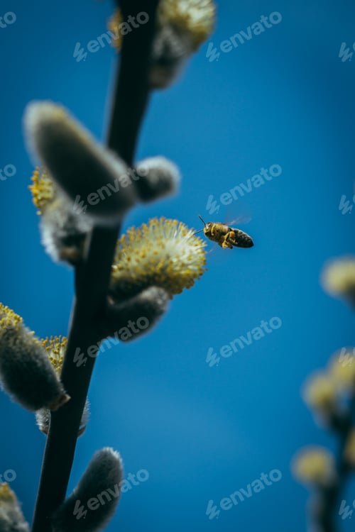Preview: Selective focus shot of a bee collecting pollen from pussy willow tree branch