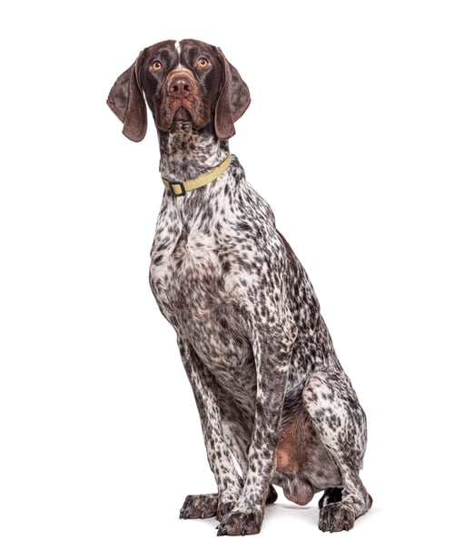 Preview: German Shorthaired Pointer sitting, wearing a dog collar, isolated on white