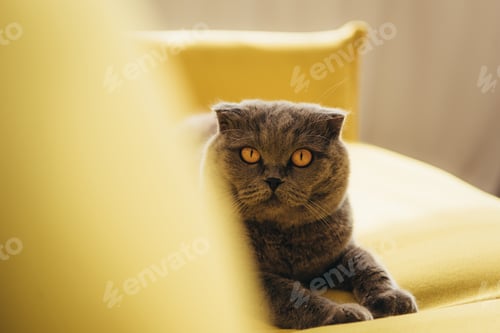 Preview: fluffy scottish fold cat on yellow sofa at home
